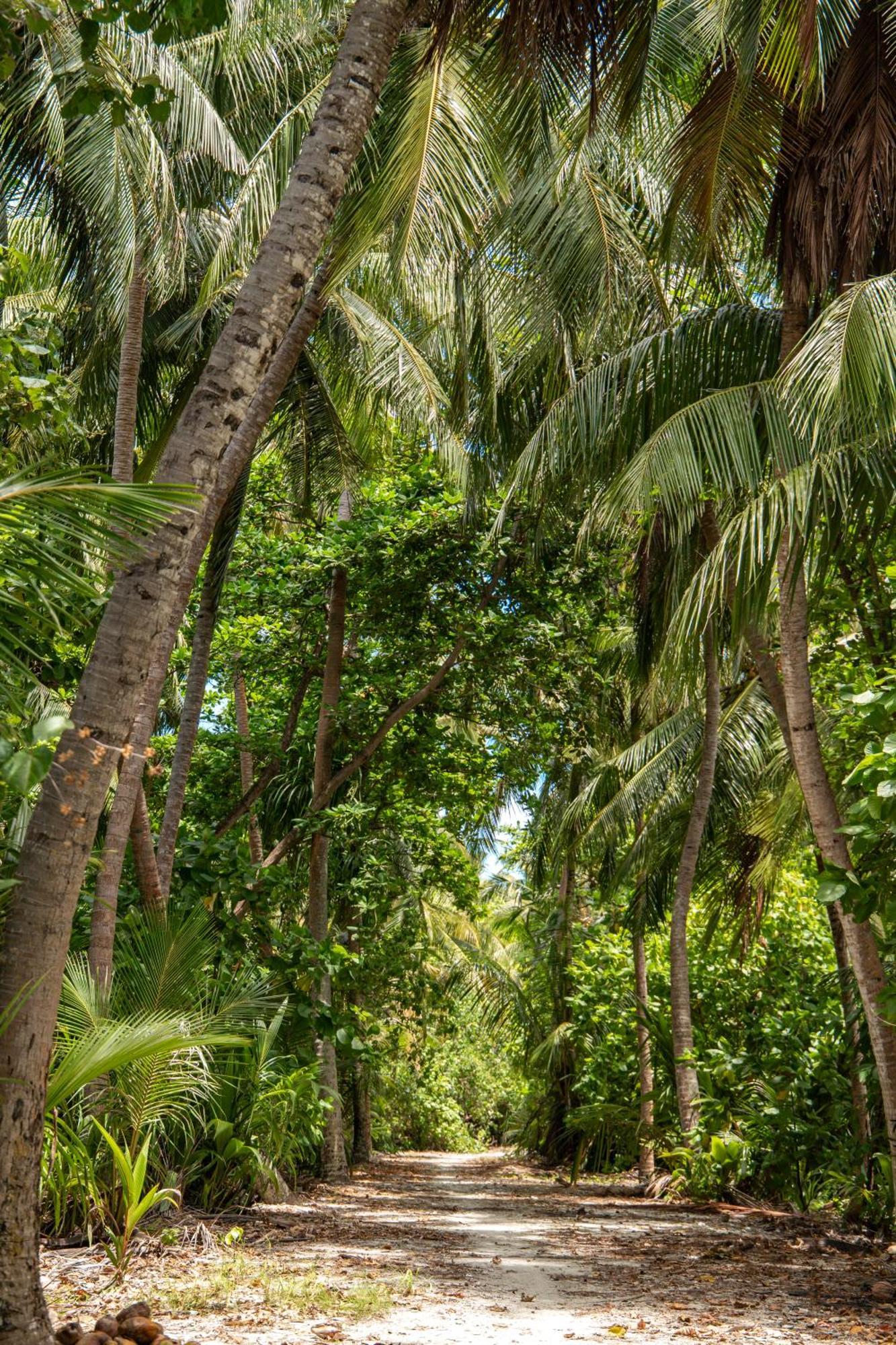 Tropical Tree * Fehendhoo