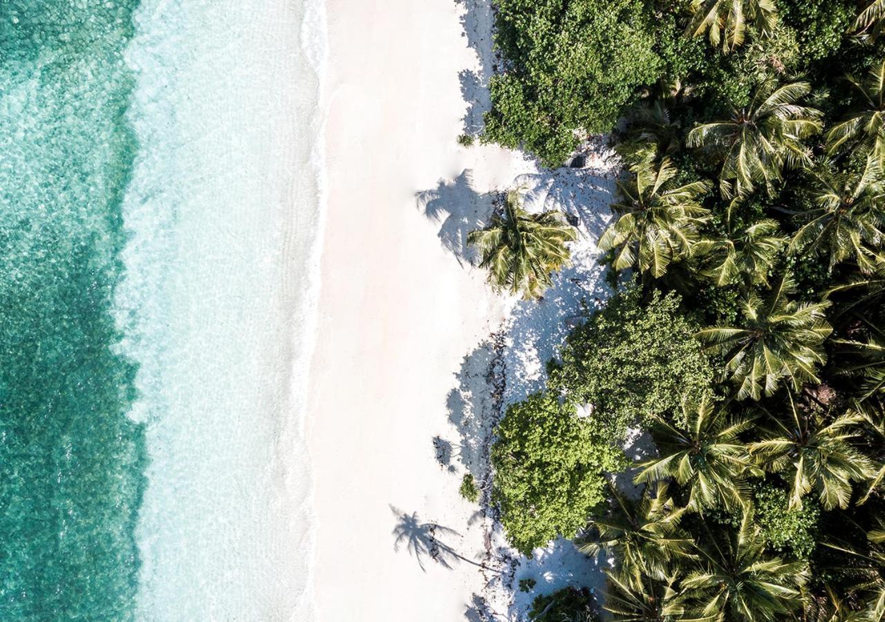 Tropical Tree * Fehendhoo
